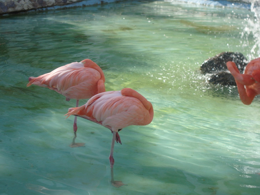 flamingo punta cana republica dominicana