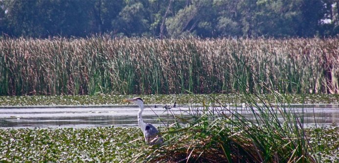 Lake-Tisza-with-a-Grey-Heron