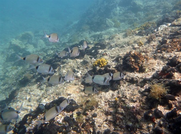 scuba-diving-thassos-scufundari (107)