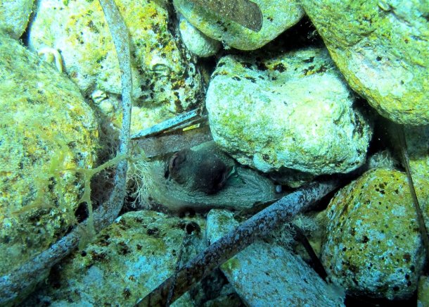 O caracatiță fotografiată de instructori